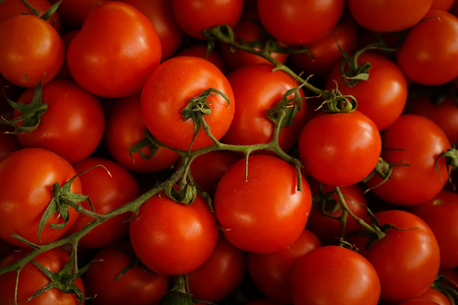 Ripe tomatoes
