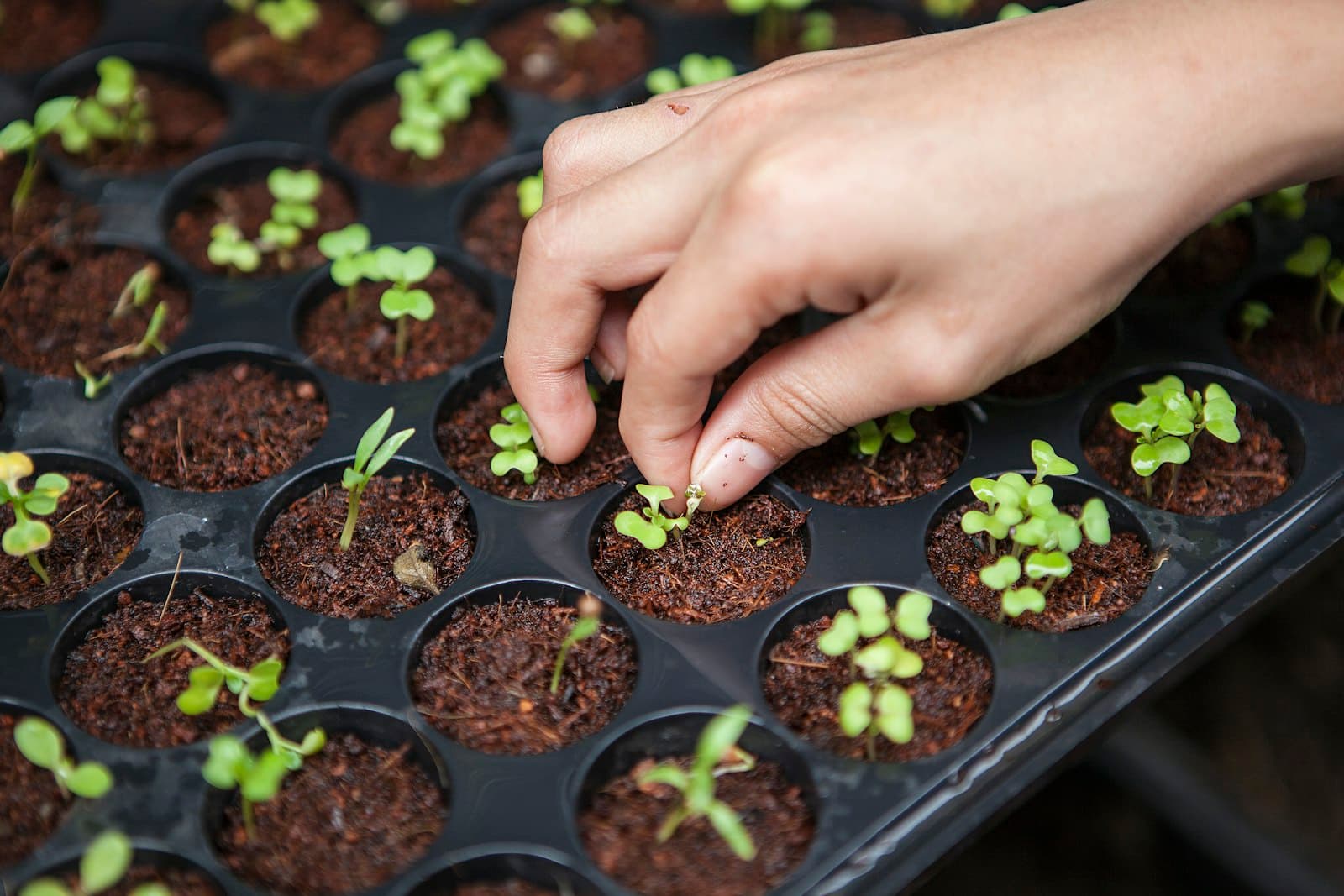 Hand planting seedlings